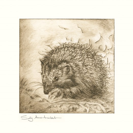 SAL-H-197_Hedgehog_20181228_16391000_RGB_Jpeg1000_