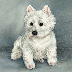 SAL-D-146_Westie_20181230_12301000_RGB_Jpeg1000_RG