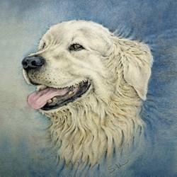 SAL-D-147_Golden_Retriever_201230_12311000_RGB_Jpe