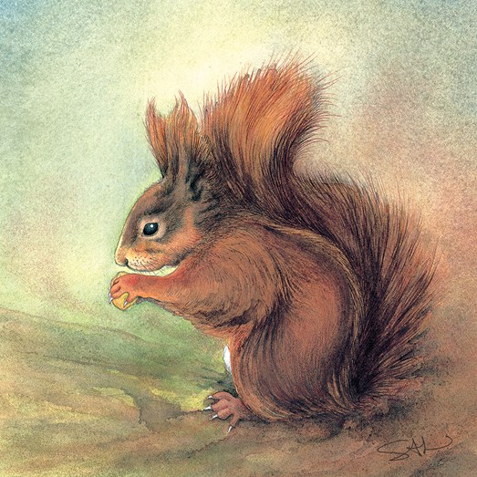 SAL-W-143_Squirrel_20181230_15441000_RGB_Jpeg1000_