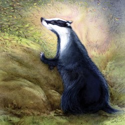 SAL-W-144_Badger_20181230_15451000_RGB_Jpeg1000_RG